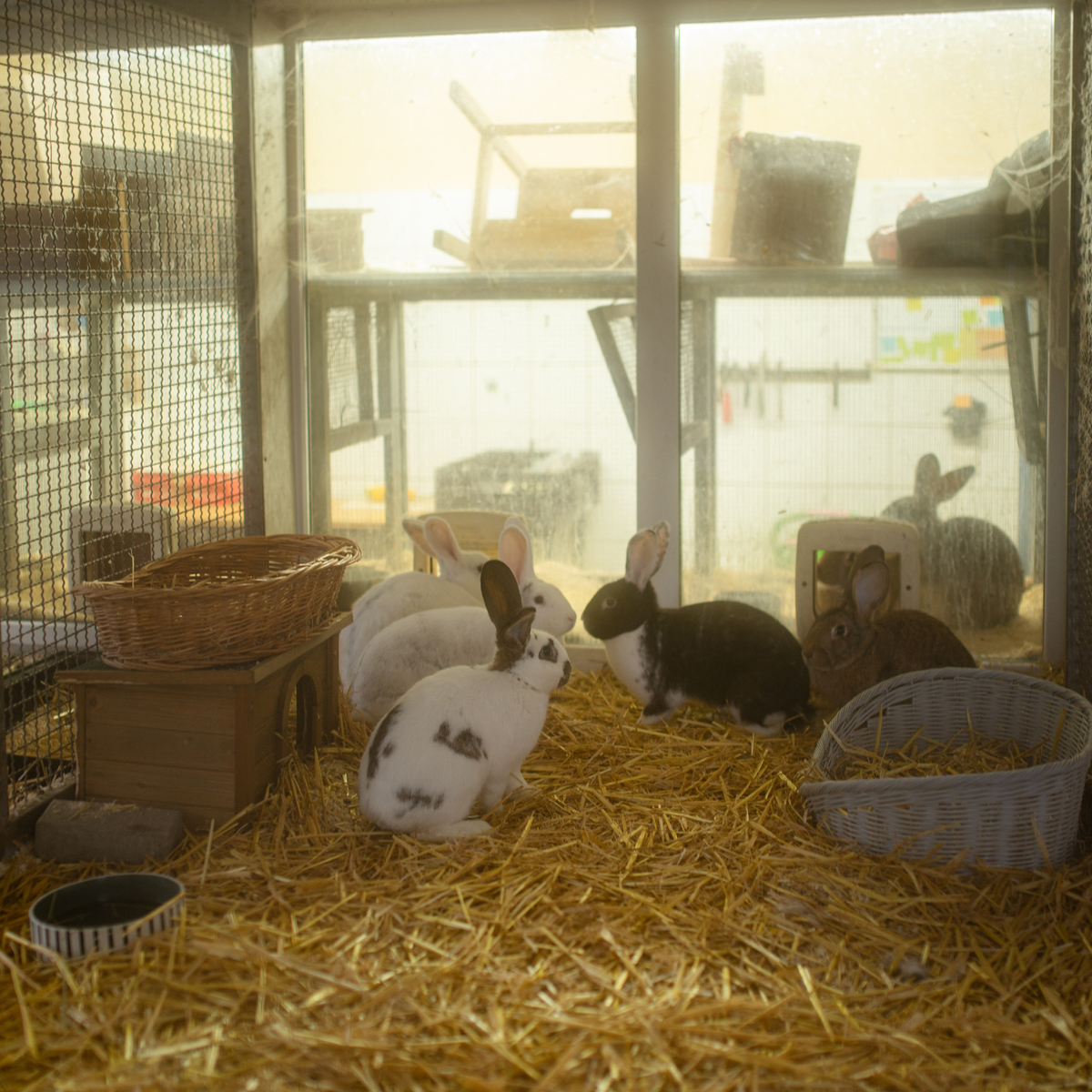 Animal Welfare Coffee
