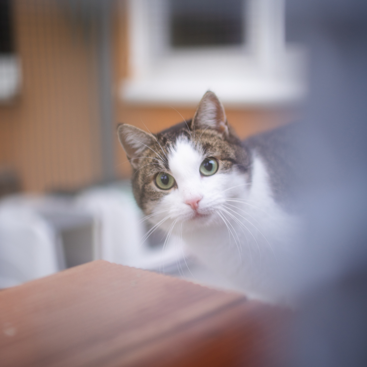 Animal Welfare Coffee