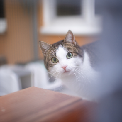 Animal Welfare Coffee