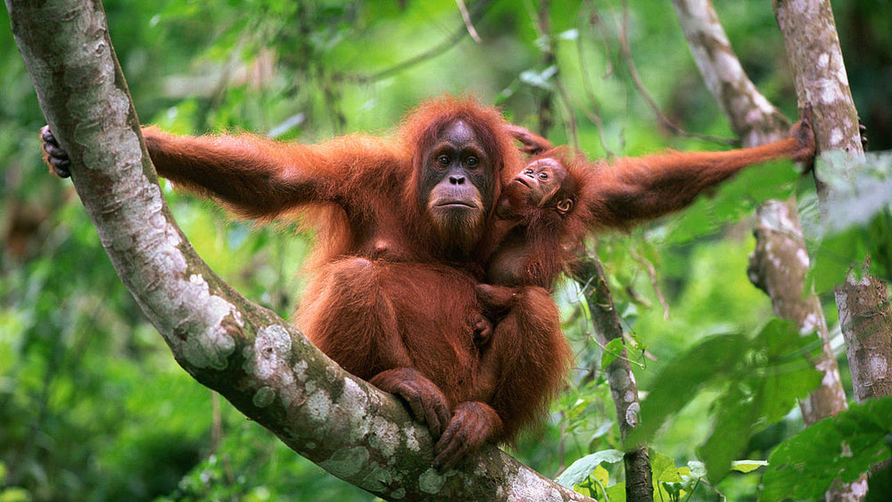 Bild von Orangutan Coffee