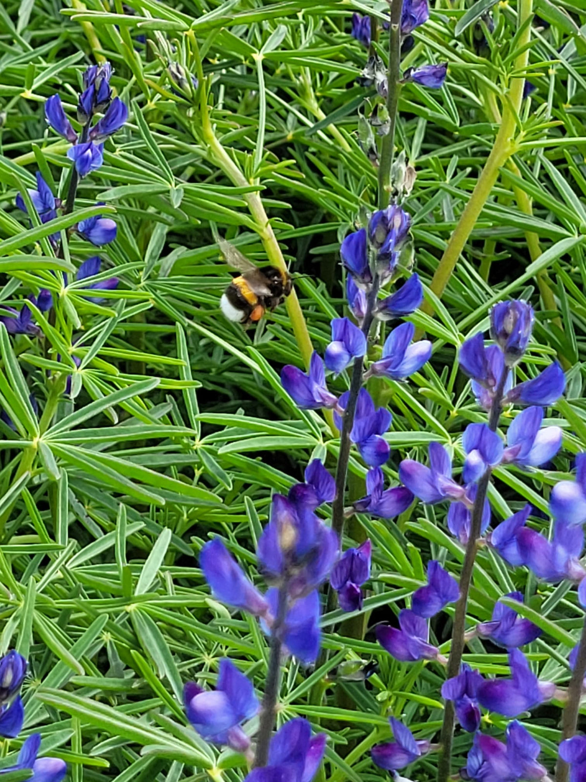 Lupine