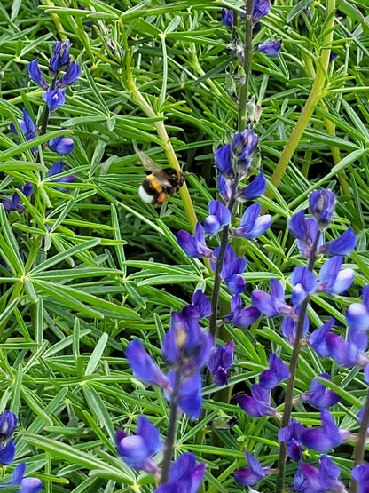 Lupine