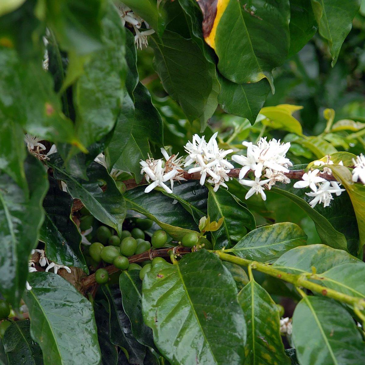 Kolumbien Pink Bourbon – Buenos Aires