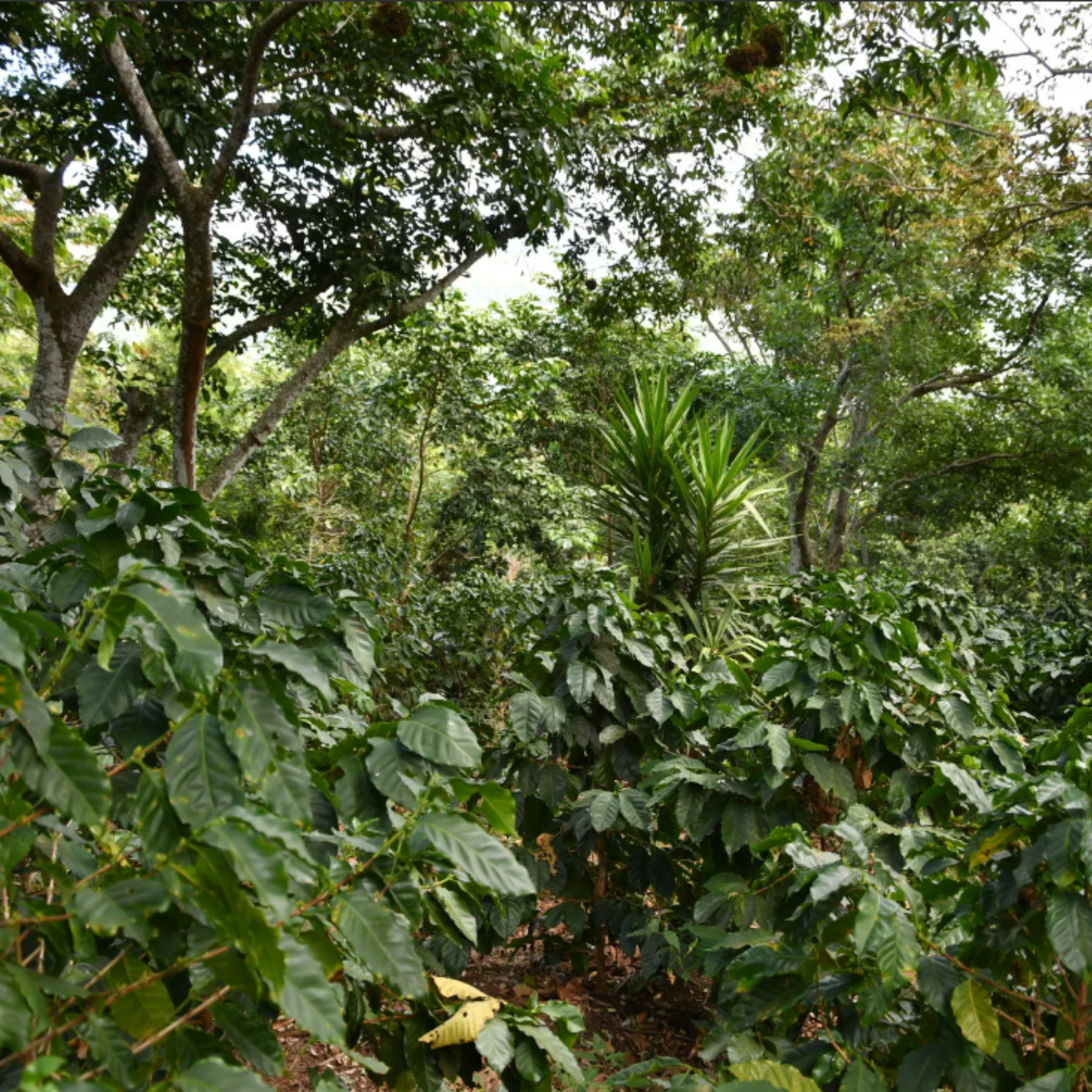 mondodelcaffe-el-salvador-apaneca-ilamatepec-phoenix-shg-tree